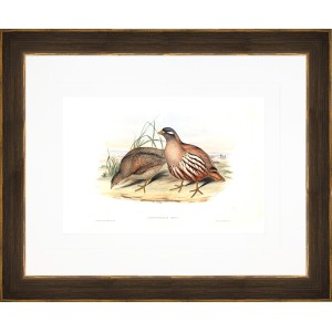 AP- QUAIL 4